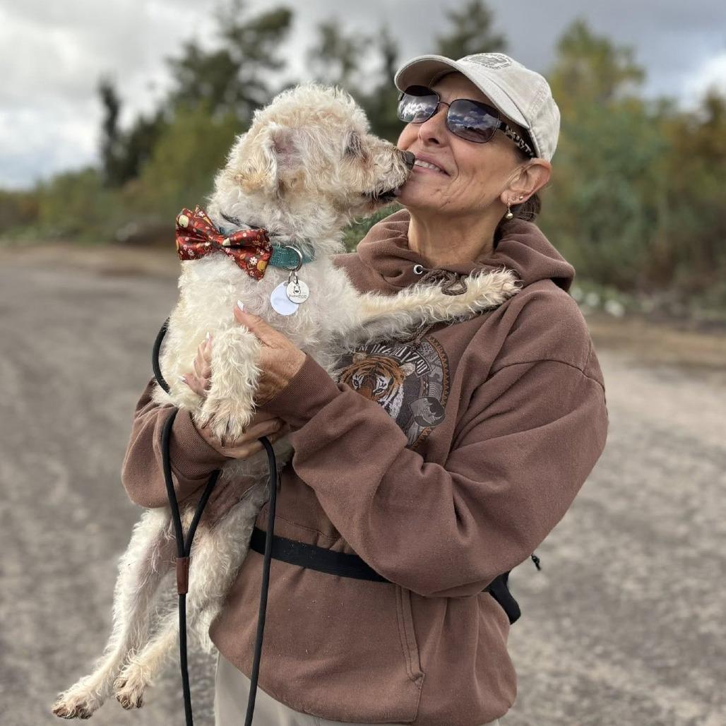 Enlarge Stamey, a Adoptable Poodle in Ramona, CA image 2/6