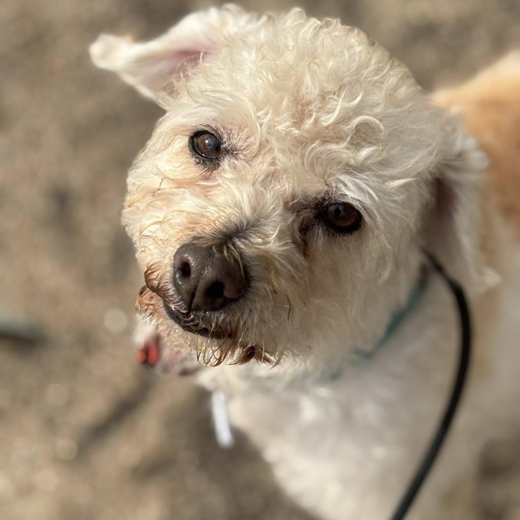 Enlarge Stamey, a Adoptable Poodle in Ramona, CA image 3/6