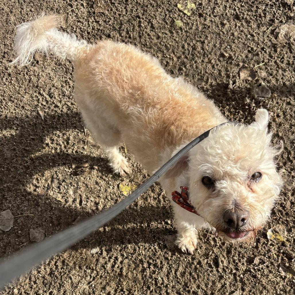 Enlarge Stamey, a Adoptable Poodle in Ramona, CA image 4/6