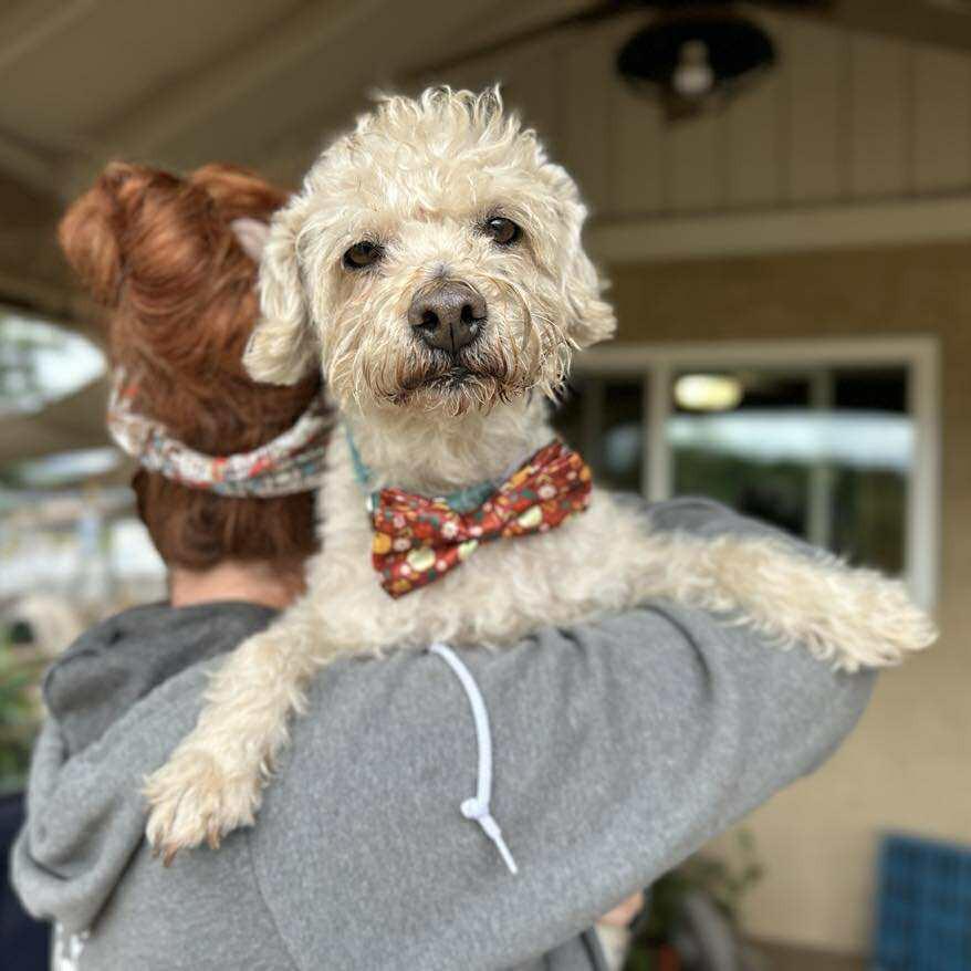 Enlarge Stamey, a Adoptable Poodle in Ramona, CA image 5/6