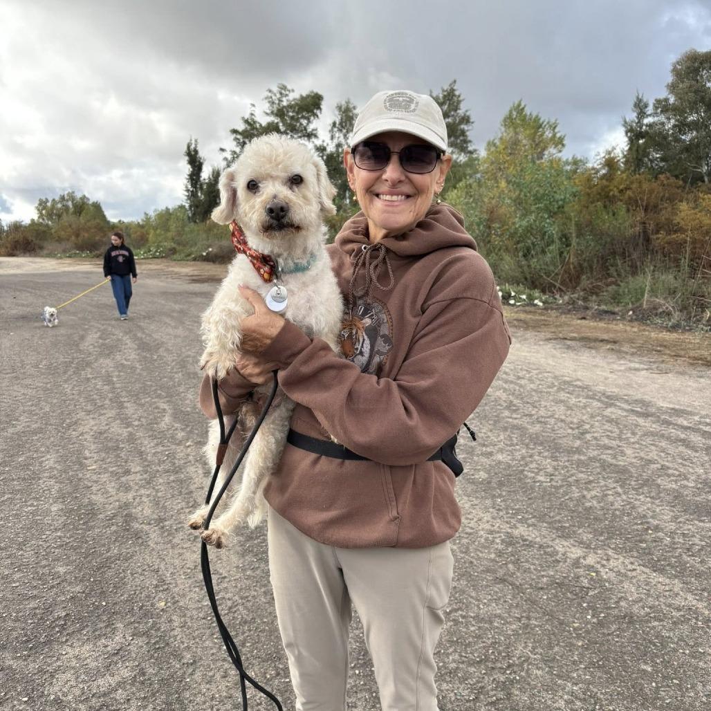 Enlarge Stamey, a Adoptable Poodle in Ramona, CA image 6/6