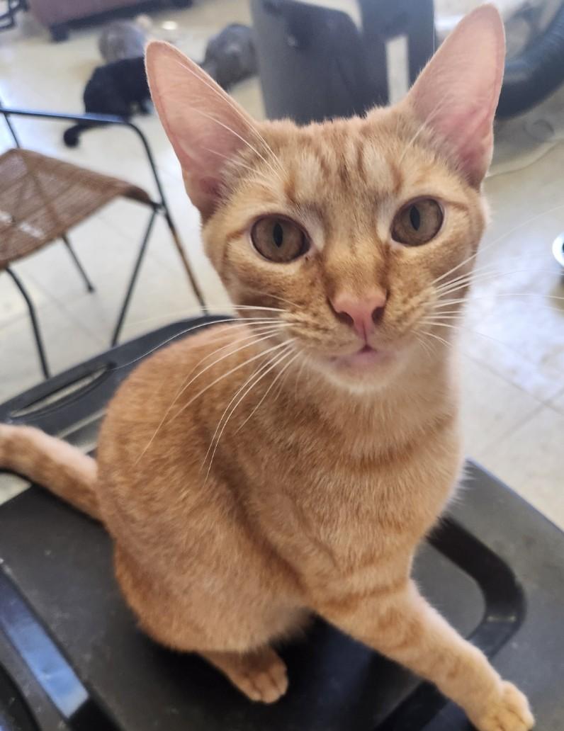 Scooter, Adoptable, Young Male Tabby.