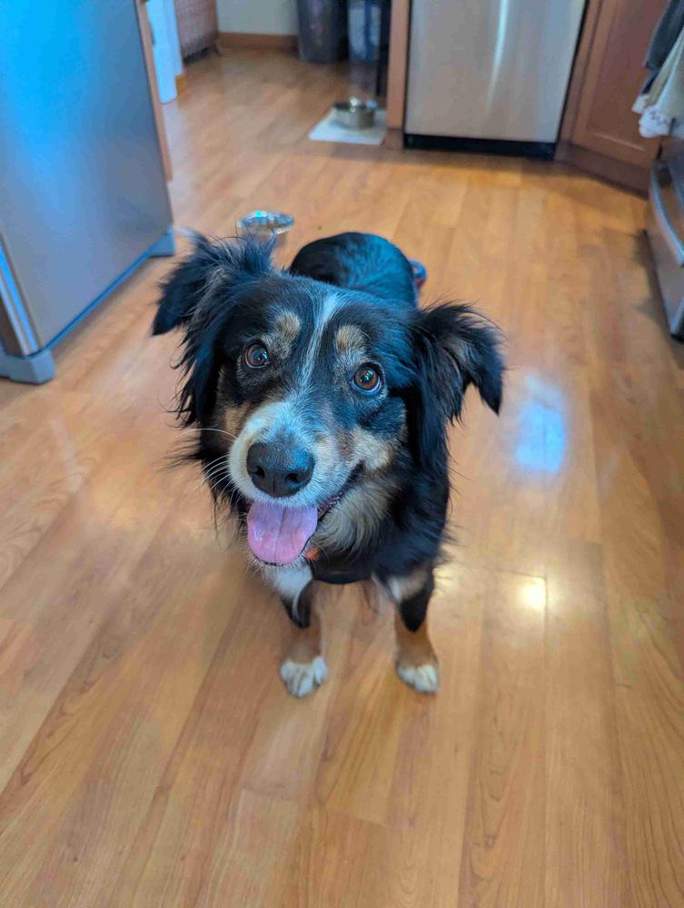 Enlarge Elsie, a Adopted mixed breed in Plymouth, MN image 1/1