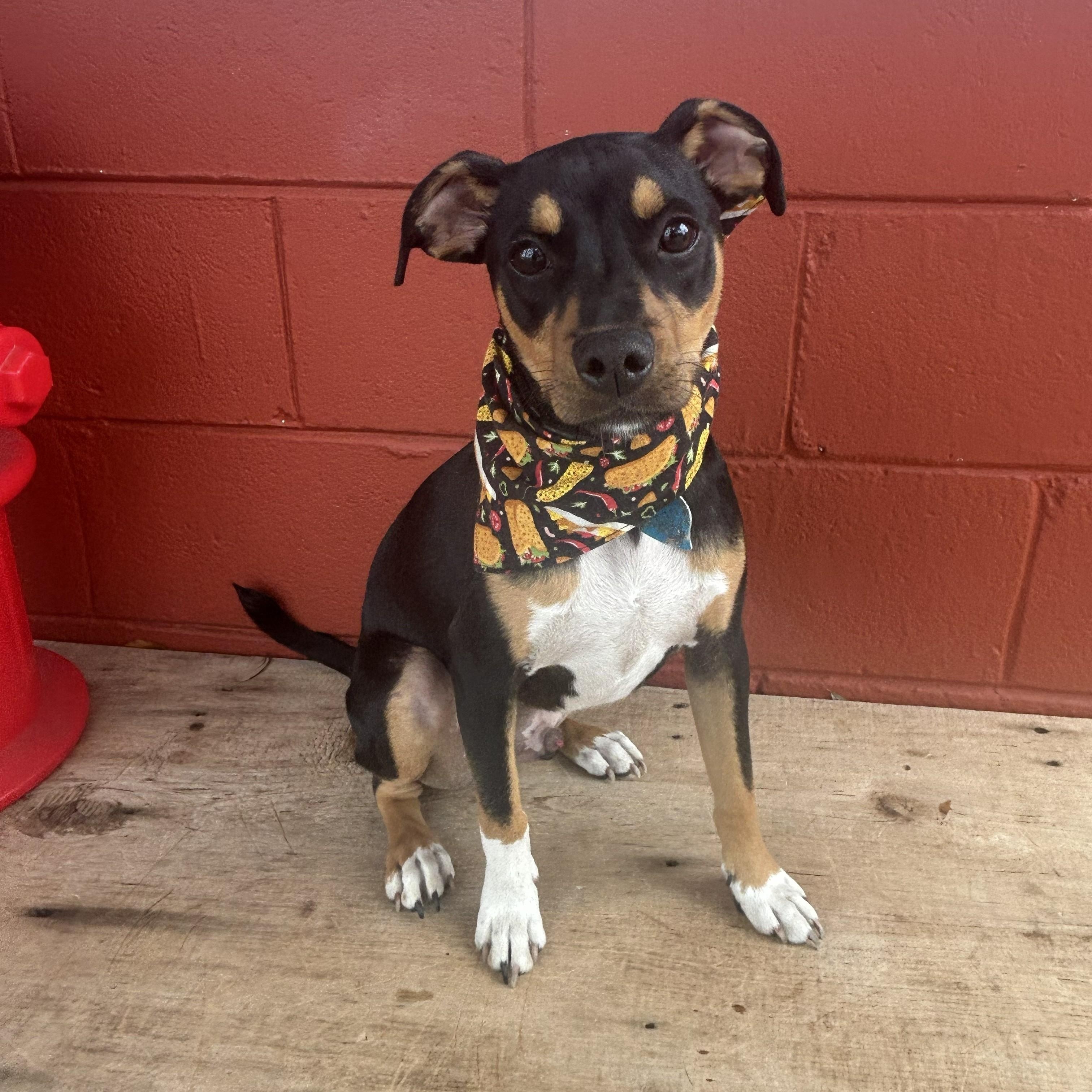 Max, adoptable, Young Male Miniature Pinscher.