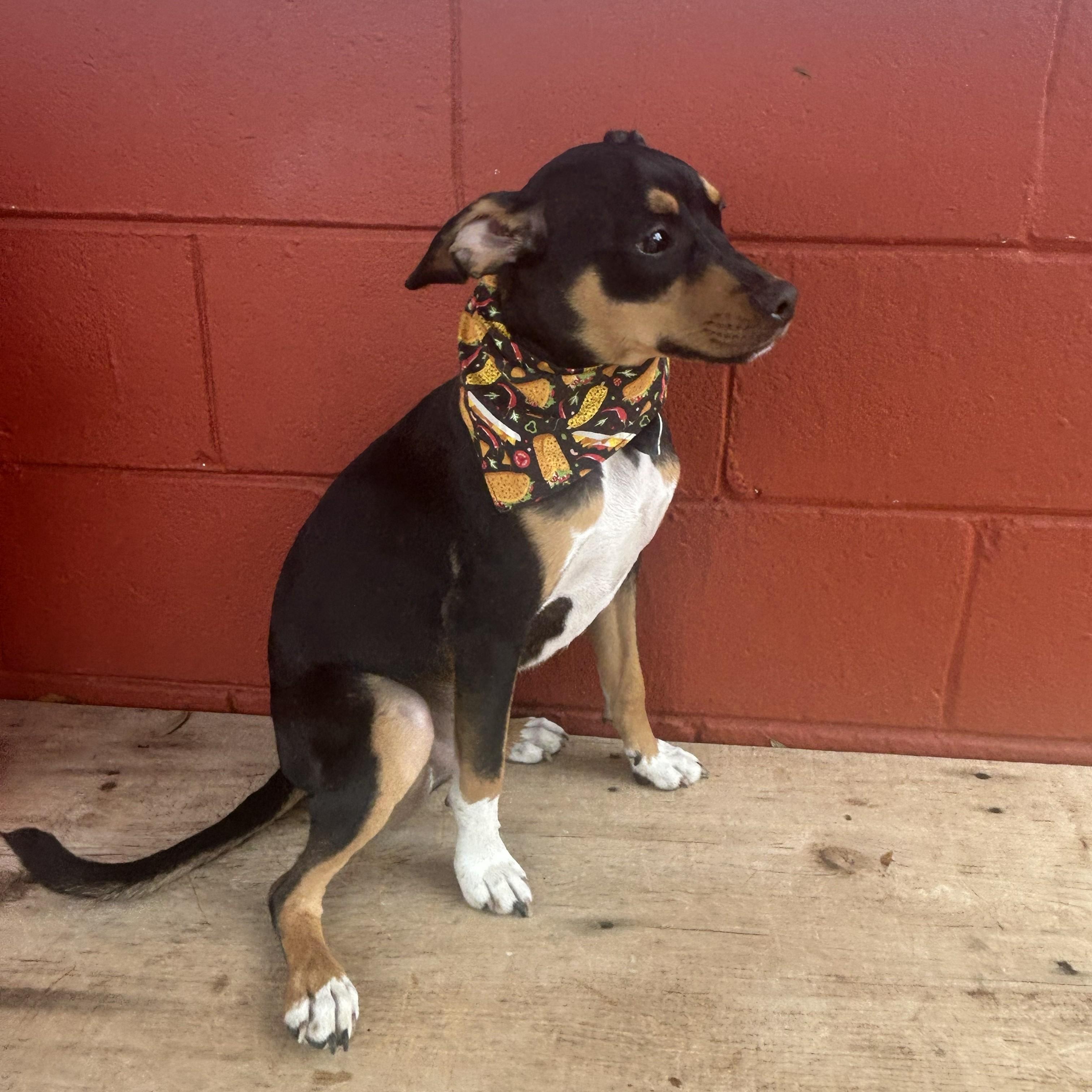 Enlarge Max, an adoptable mixed breed in Pensacola, FL image 3/4