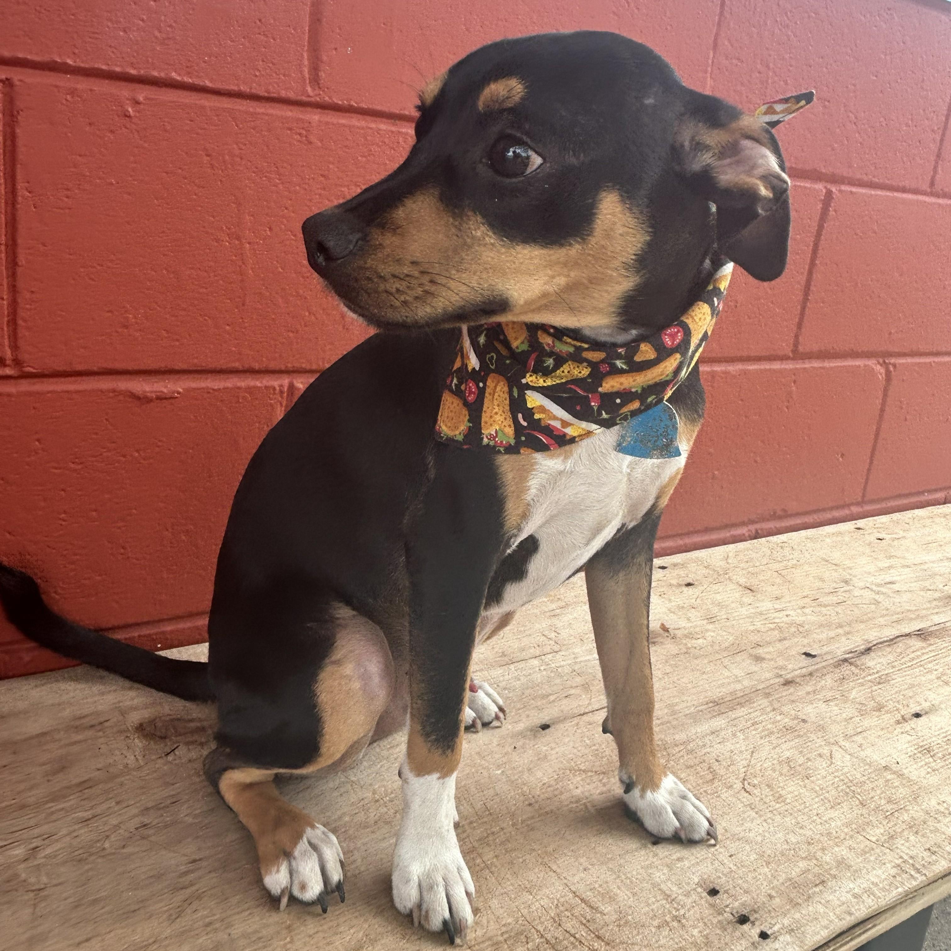 Enlarge Max, an adoptable mixed breed in Pensacola, FL image 4/4