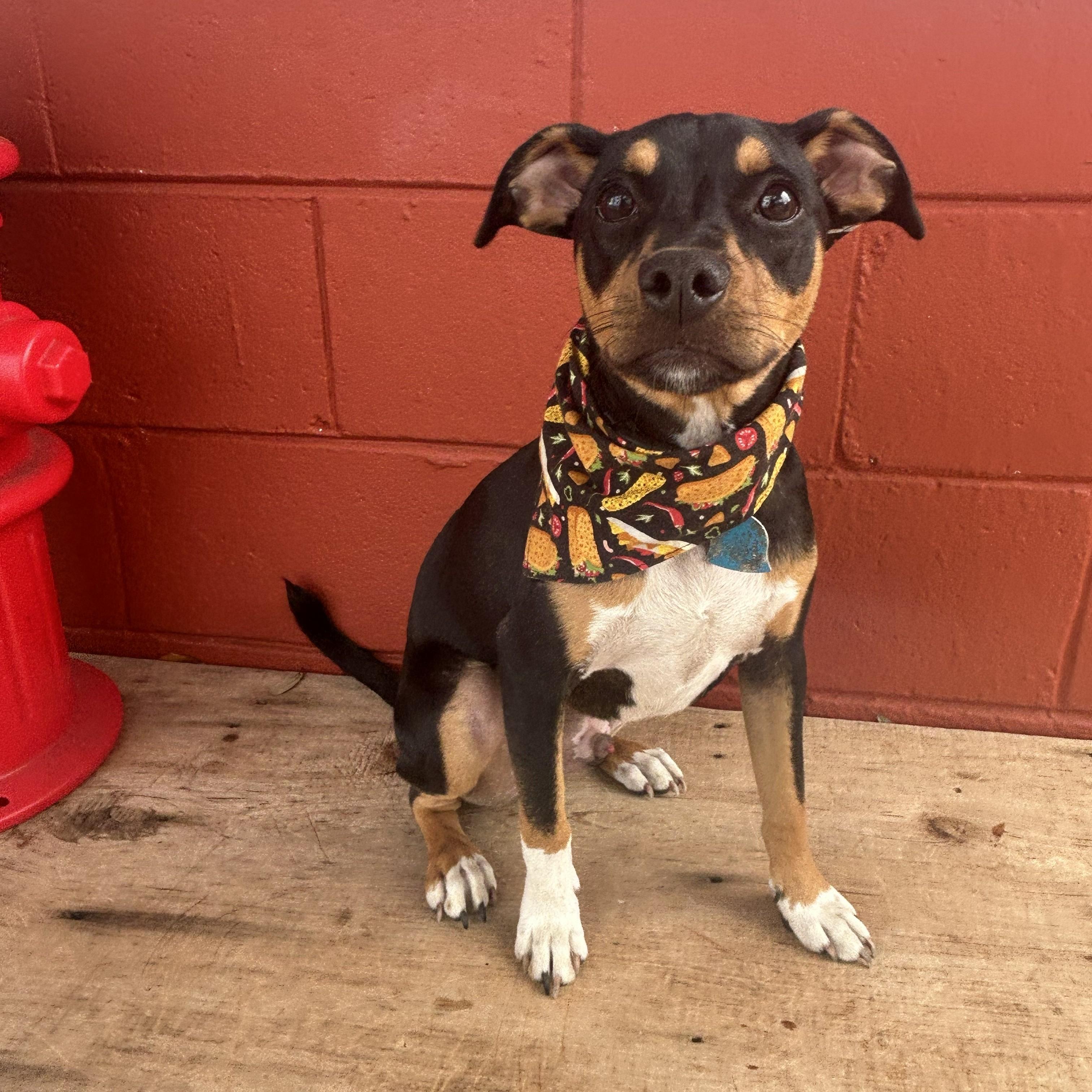 Enlarge Max, an adoptable mixed breed in Pensacola, FL image 2/4