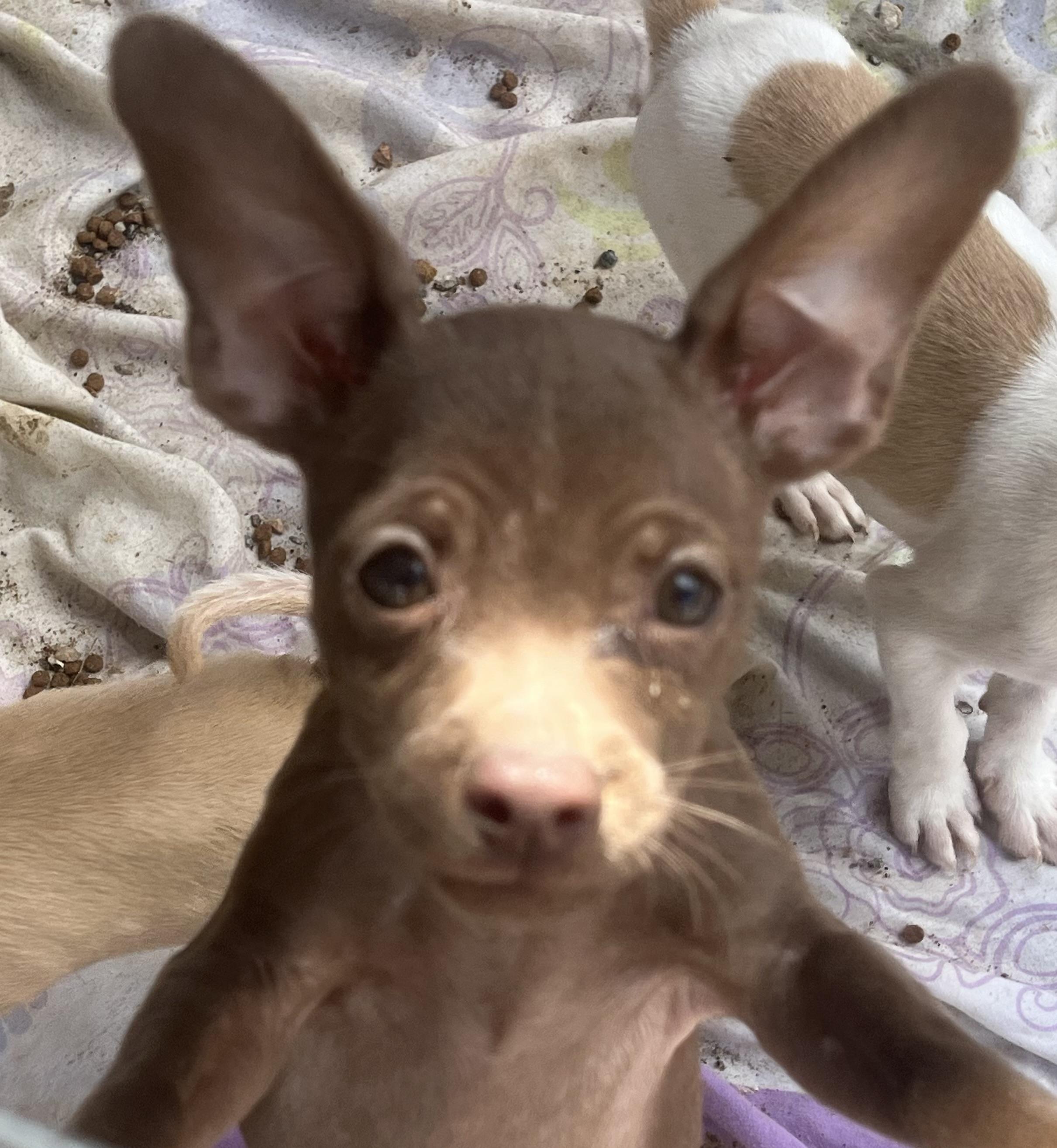 Pretzel, Adoptable, Puppy Male Chihuahua.