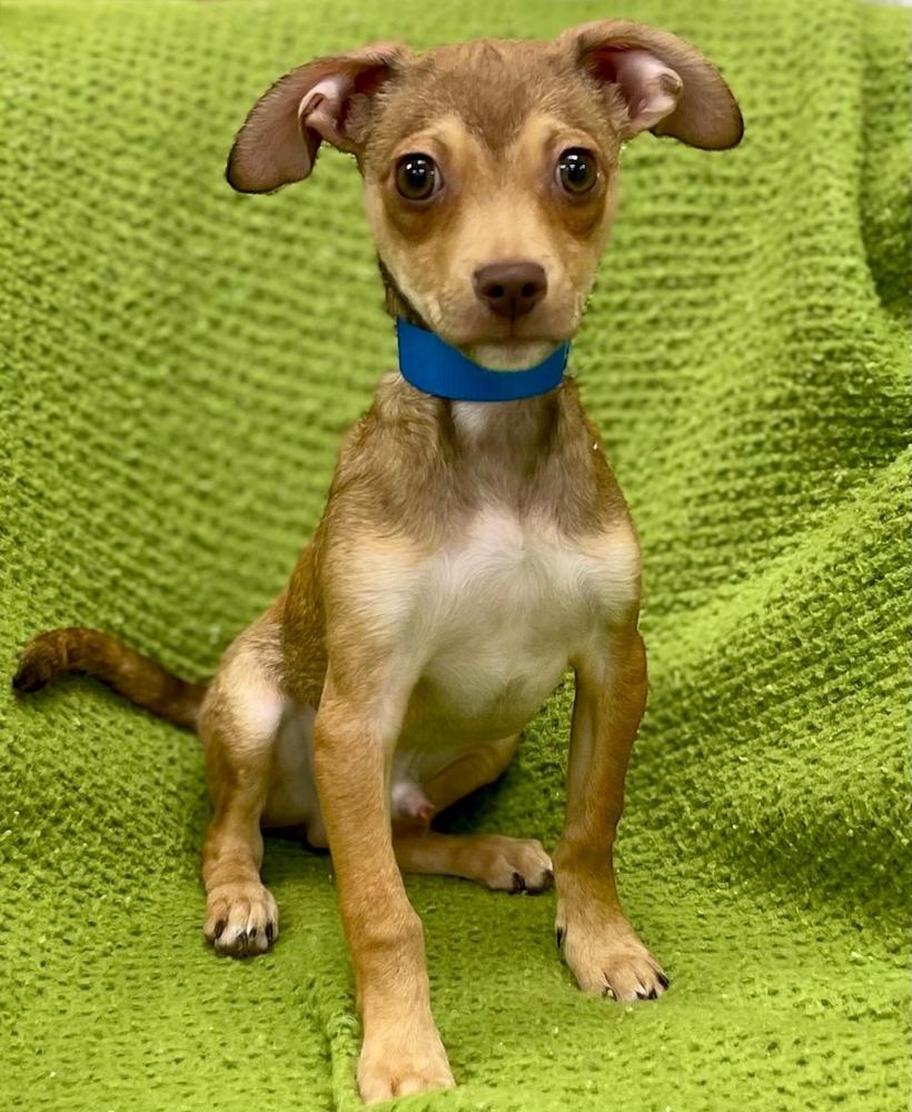 Rolo, Adoptable, Puppy Male Chihuahua & Dachshund.