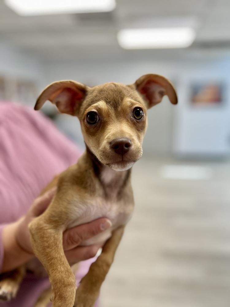 Enlarge Rolo, a Adoptable mixed breed in Jamestown, CA image 2/2
