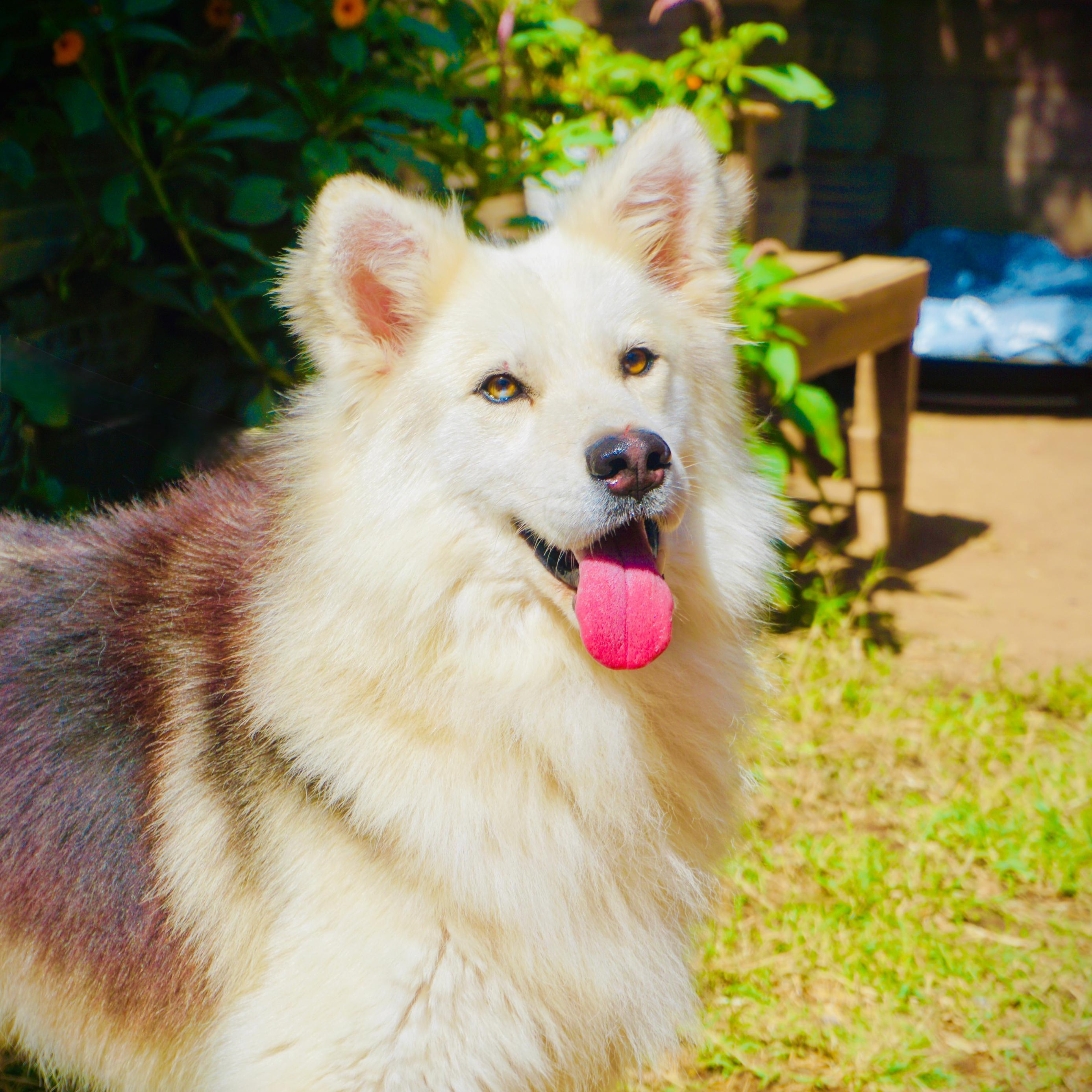 Zeek, a Adoptable mixed breed in West Vancouver, BC image 2/3