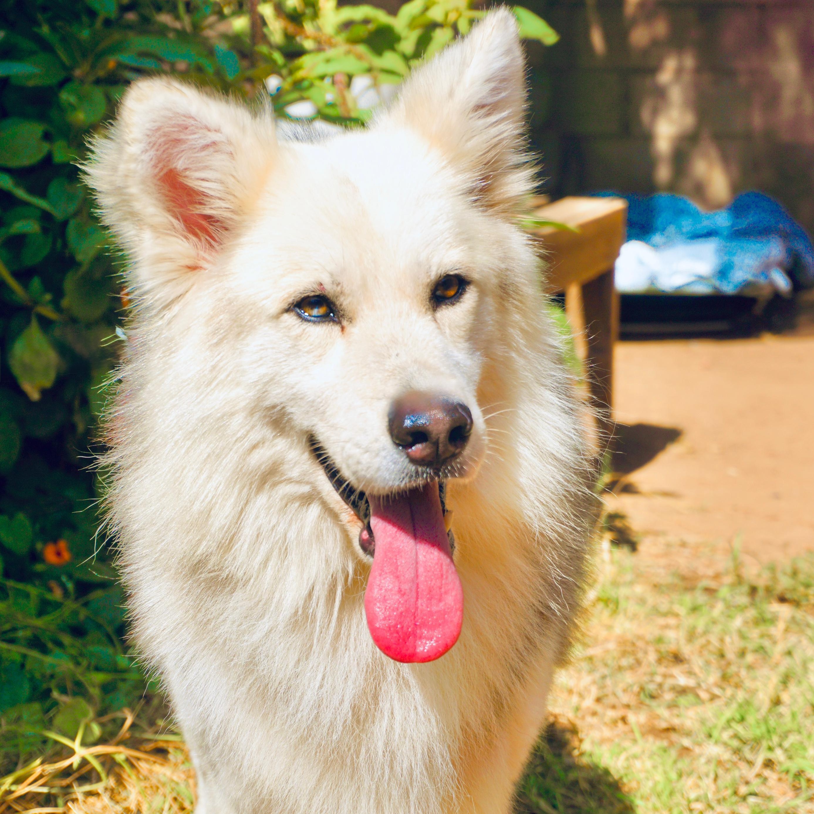 Zeek, a Adoptable mixed breed in West Vancouver, BC image 3/3