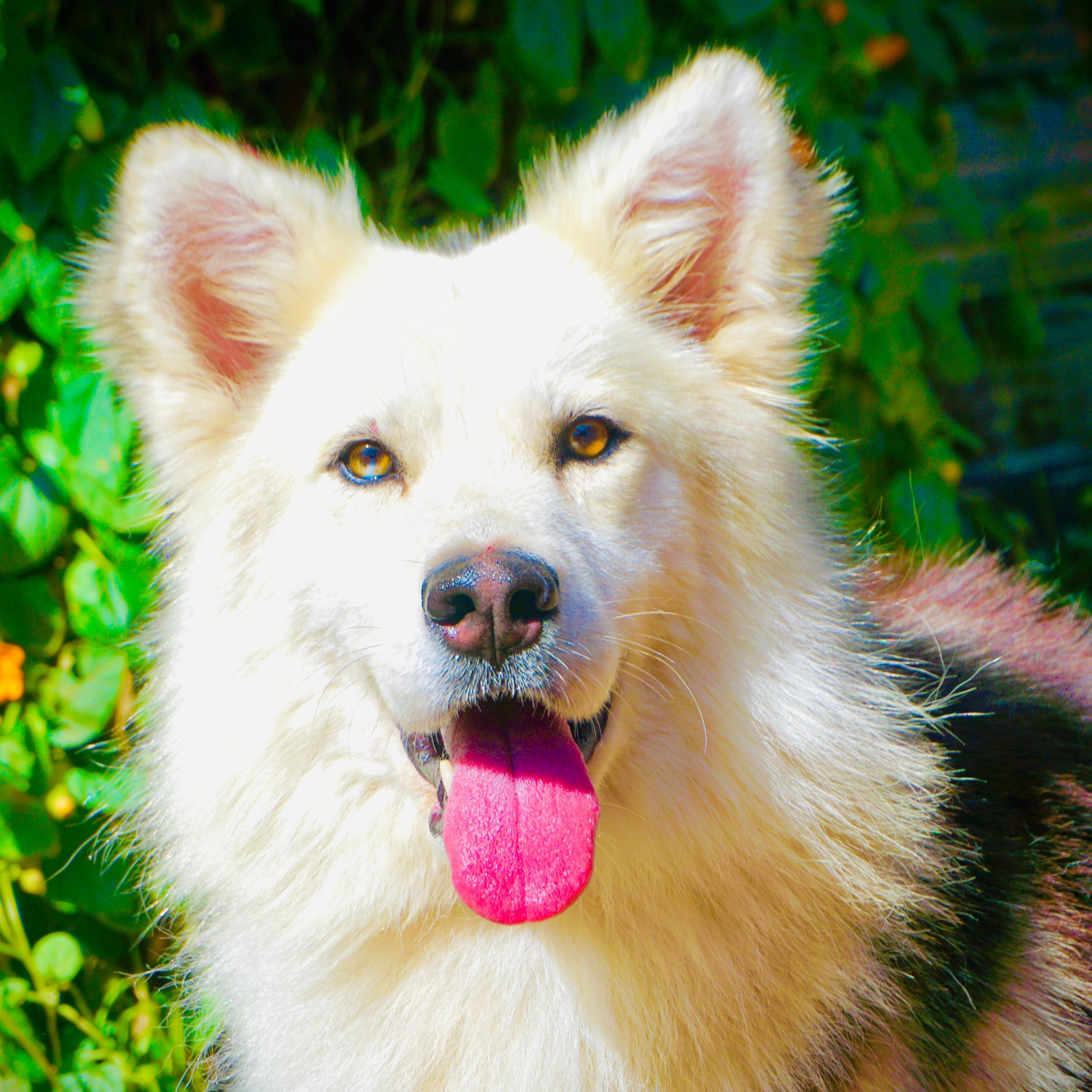 Zeek, Adoptable, Young Male German Shepherd Dog & Shetland Sheepdog / Sheltie.