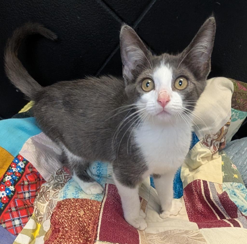April, Adoptable, Kitten Female Domestic Short Hair.