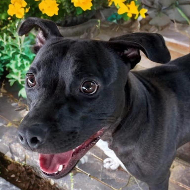 Enlarge Mickey D, a Adoptable mixed breed in Kalamazoo , MI image 1/6