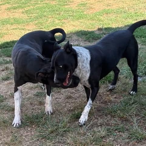 Enlarge Mickey D, a Adoptable mixed breed in Kalamazoo , MI image 6/6