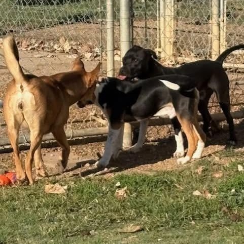 Enlarge Mickey D, a Adoptable mixed breed in Kalamazoo , MI image 3/6
