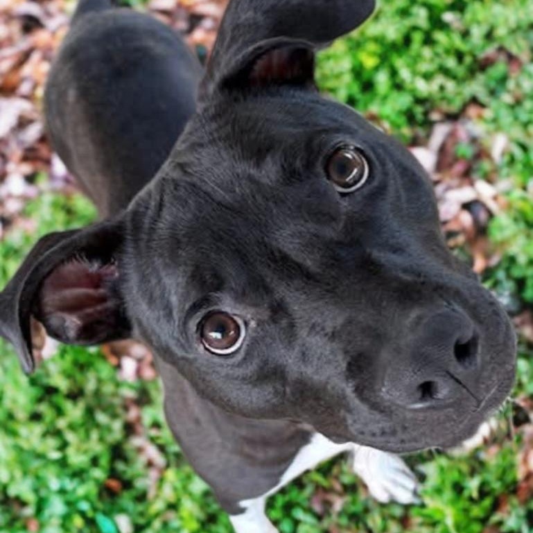 Enlarge Mickey D, a Adoptable mixed breed in Kalamazoo , MI image 2/6