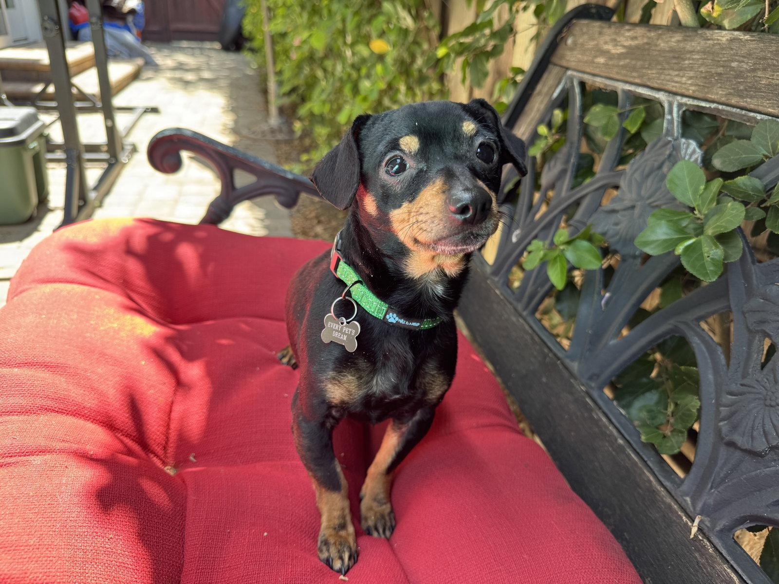Prince Louie, a Adopted mixed breed in Santa Clara, CA image 1/3