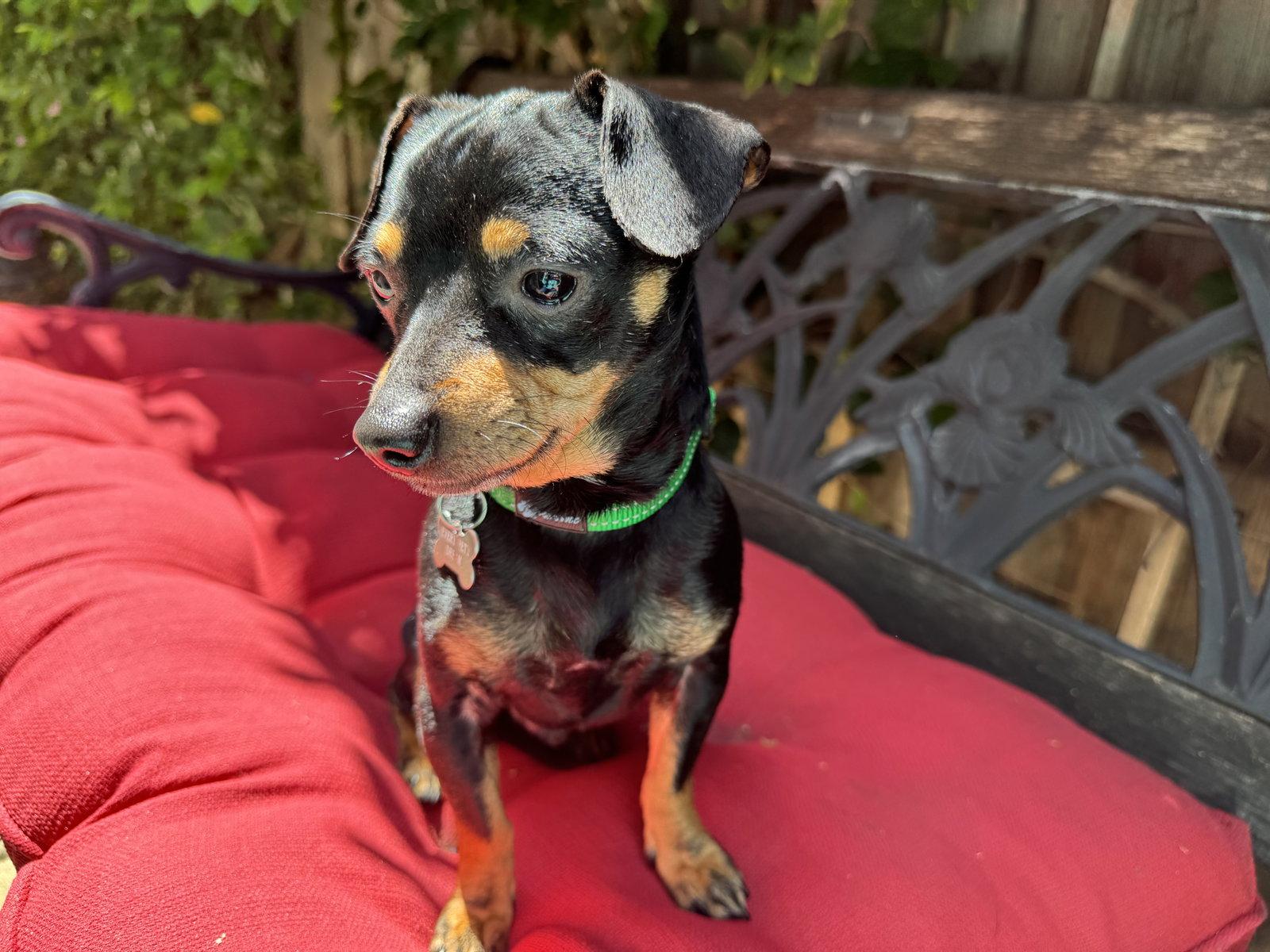 Prince Louie, a Adopted mixed breed in Santa Clara, CA image 2/3
