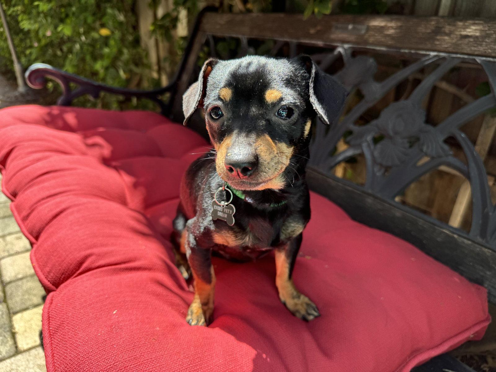 Prince Louie, a Adopted mixed breed in Santa Clara, CA image 3/3