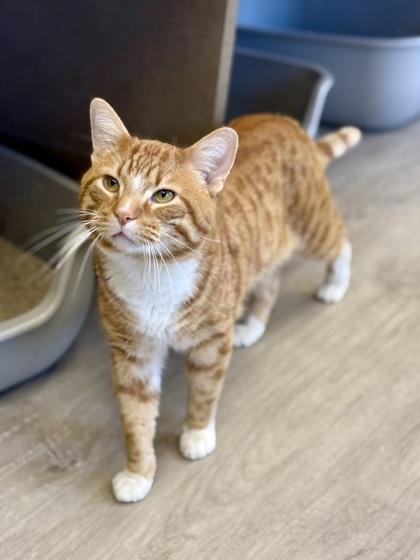 Taki , a ADOPTABLE Domestic Short Hair in Downers Grove, IL image 3/3