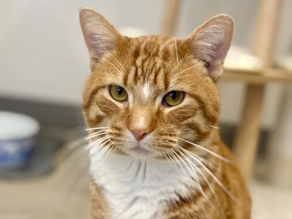 Taki , ADOPTABLE, Adult Male Domestic Short Hair.