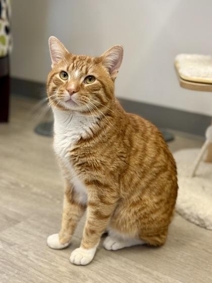 Taki , a ADOPTABLE Domestic Short Hair in Downers Grove, IL image 2/3