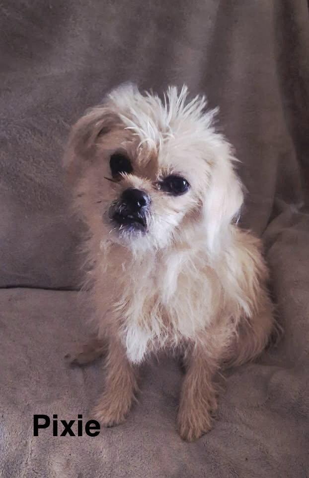 Pixie, Adoptable, Young Female Terrier.