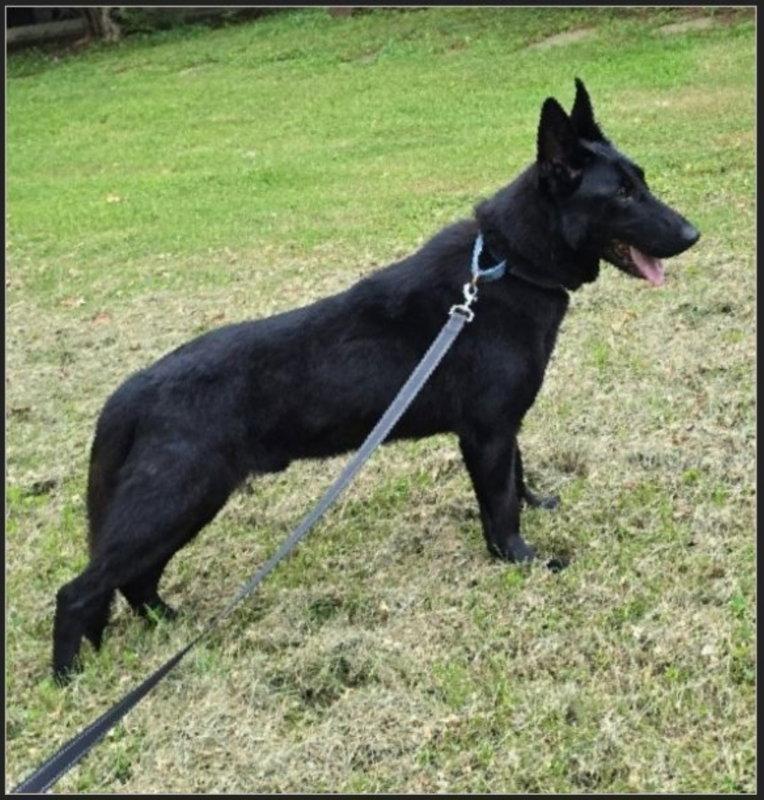 Elijah, a Adoptable German Shepherd Dog in Winston Salem, NC image 2/3