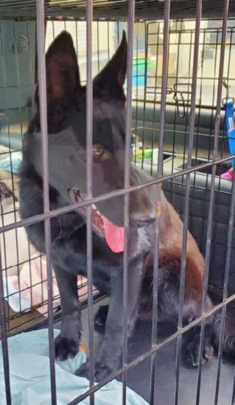 Elijah, a Adoptable German Shepherd Dog in Winston Salem, NC image 2/6