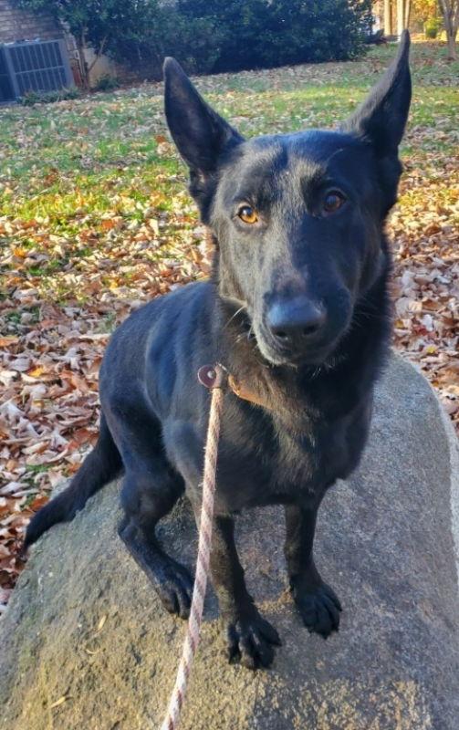 Elijah, a Adoptable German Shepherd Dog in Winston Salem, NC image 3/6