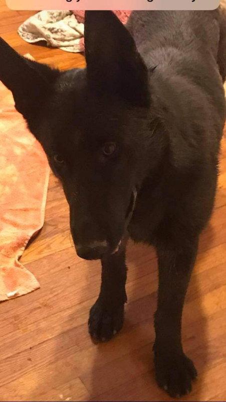 Elijah, a Adoptable German Shepherd Dog in Winston Salem, NC image 3/3