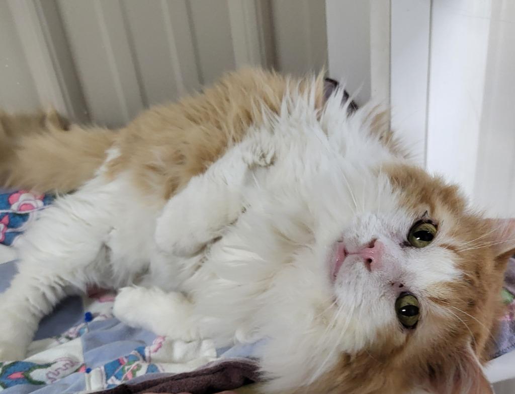 Enlarge Biscuit, a Adoptable mixed breed in Medford, WI image 1/3