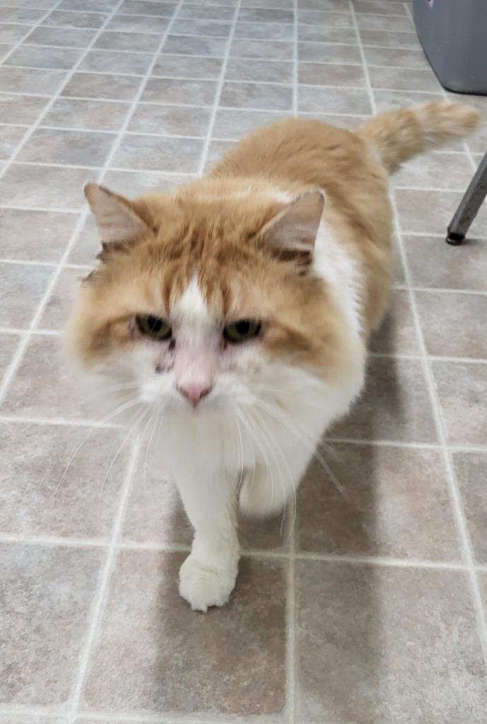 Biscuit, Adoptable, Senior Male Domestic Long Hair.