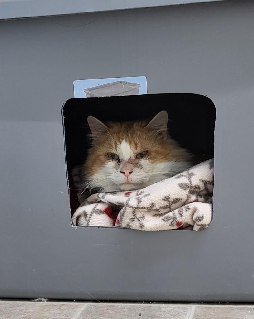 Biscuit, Adoptable, Senior Male Domestic Long Hair.