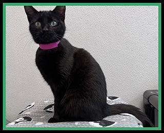 TWO, Adoptable, Young Female Domestic Short Hair.