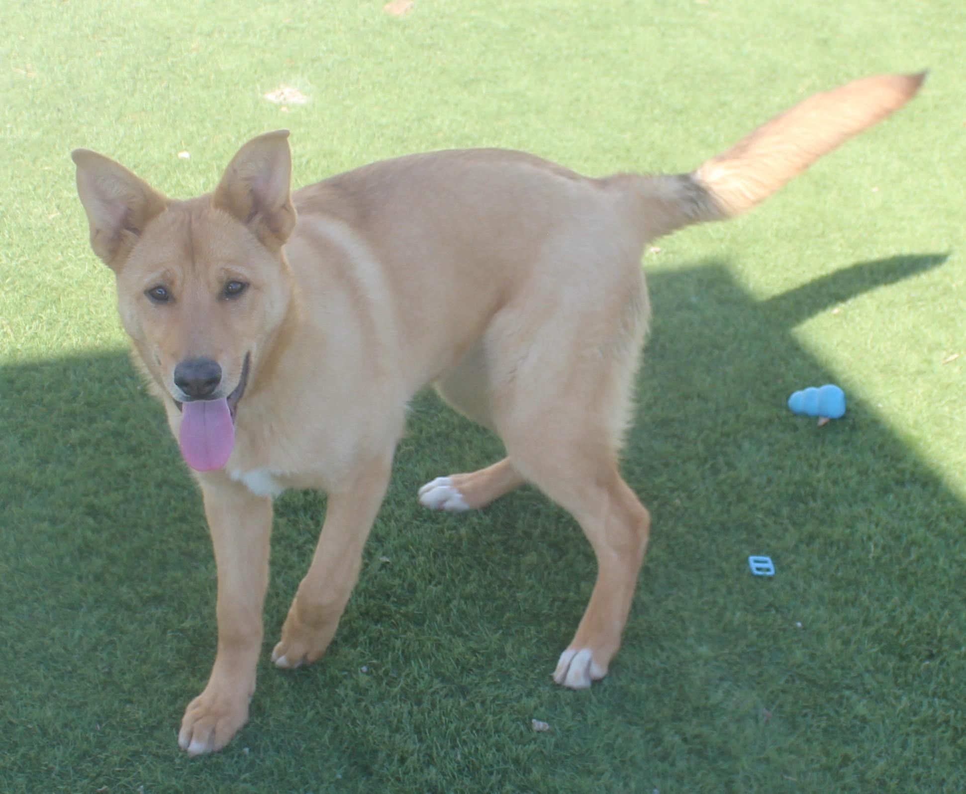 CEE CEE (AVAILABLE 3/24/26)*, adopted, Young Female Shepherd.