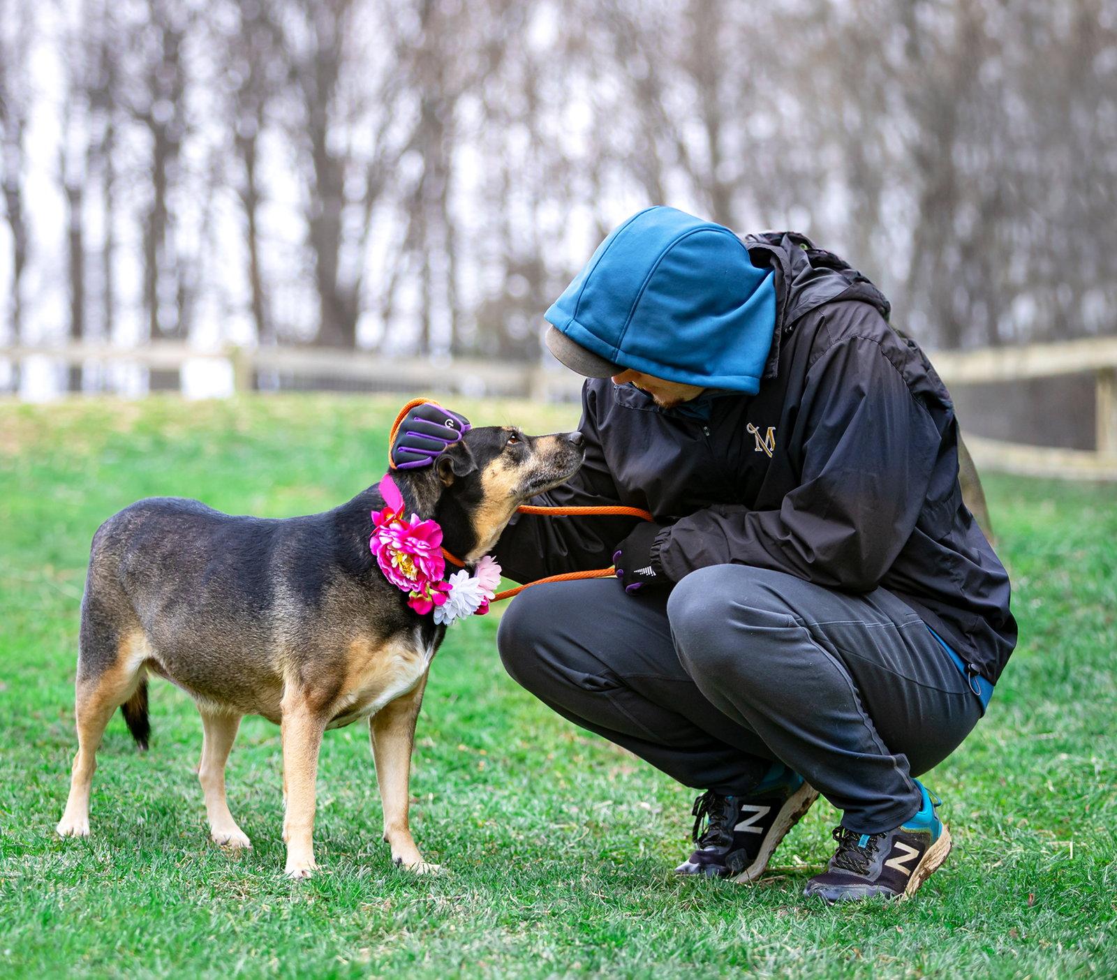 Lucy, a Adoptable Shepherd in Coatesville, PA image 1/3