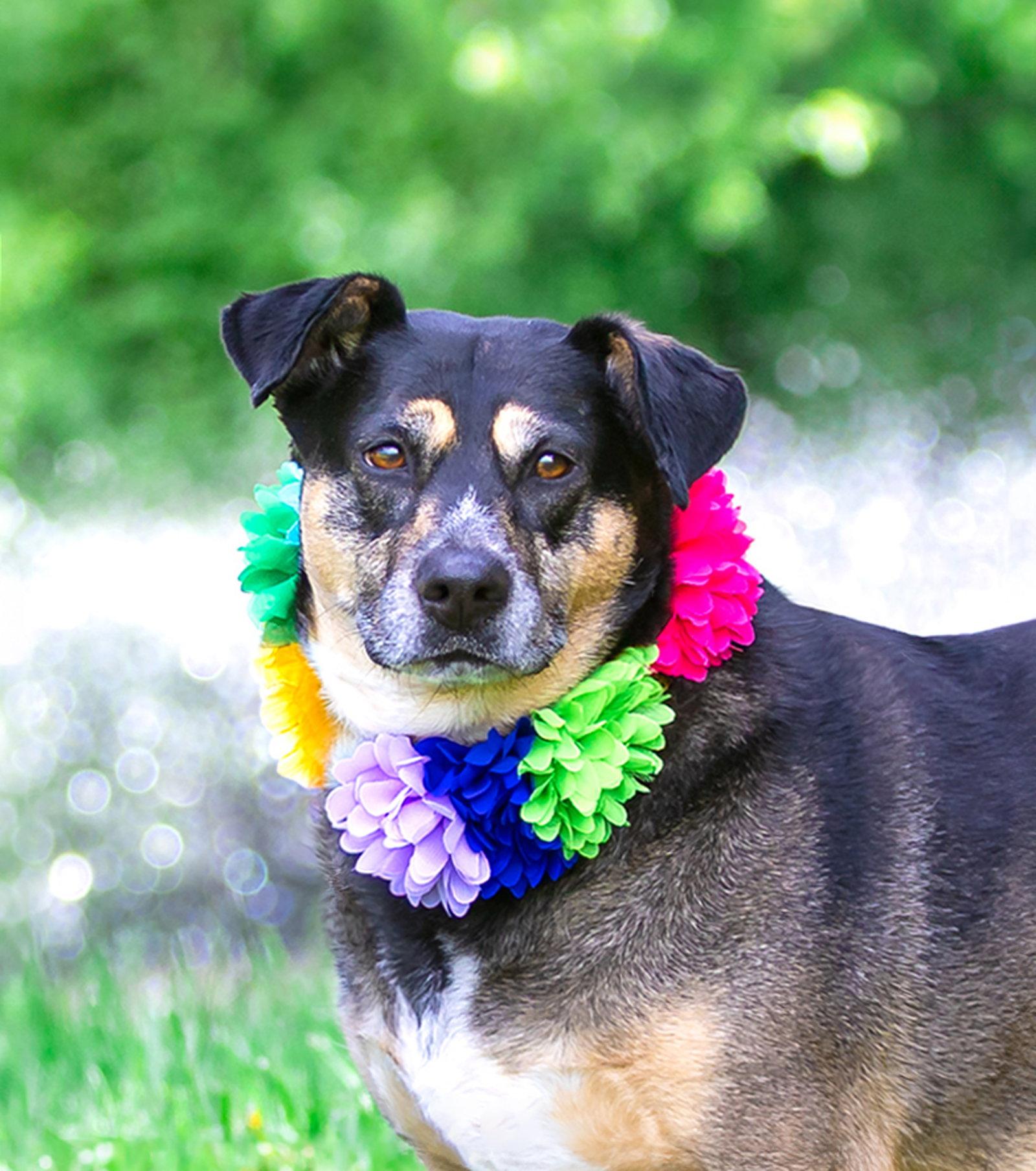 Lucy, a Adoptable Shepherd in Coatesville, PA image 2/3