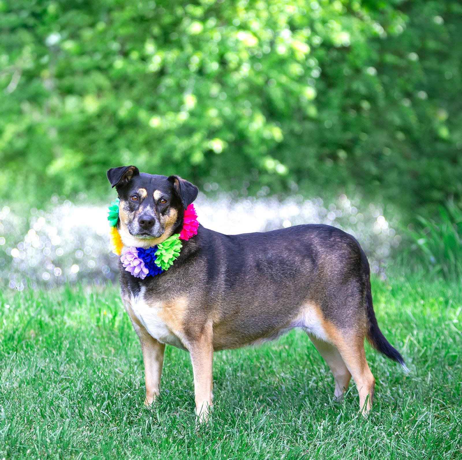 Lucy, a Adoptable Shepherd in Coatesville, PA image 3/3