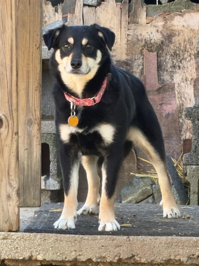 Annabelle, Adoptable, Young Female Siberian Husky & Pomeranian.