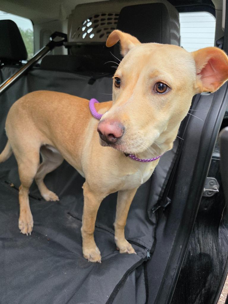 Carol, Adoptable, Young Female Yellow Labrador Retriever & Mixed Breed.