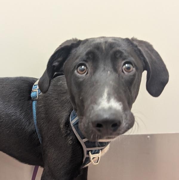 Enlarge Cole, a Adoptable mixed breed in Santa Rosa, CA image 1/1