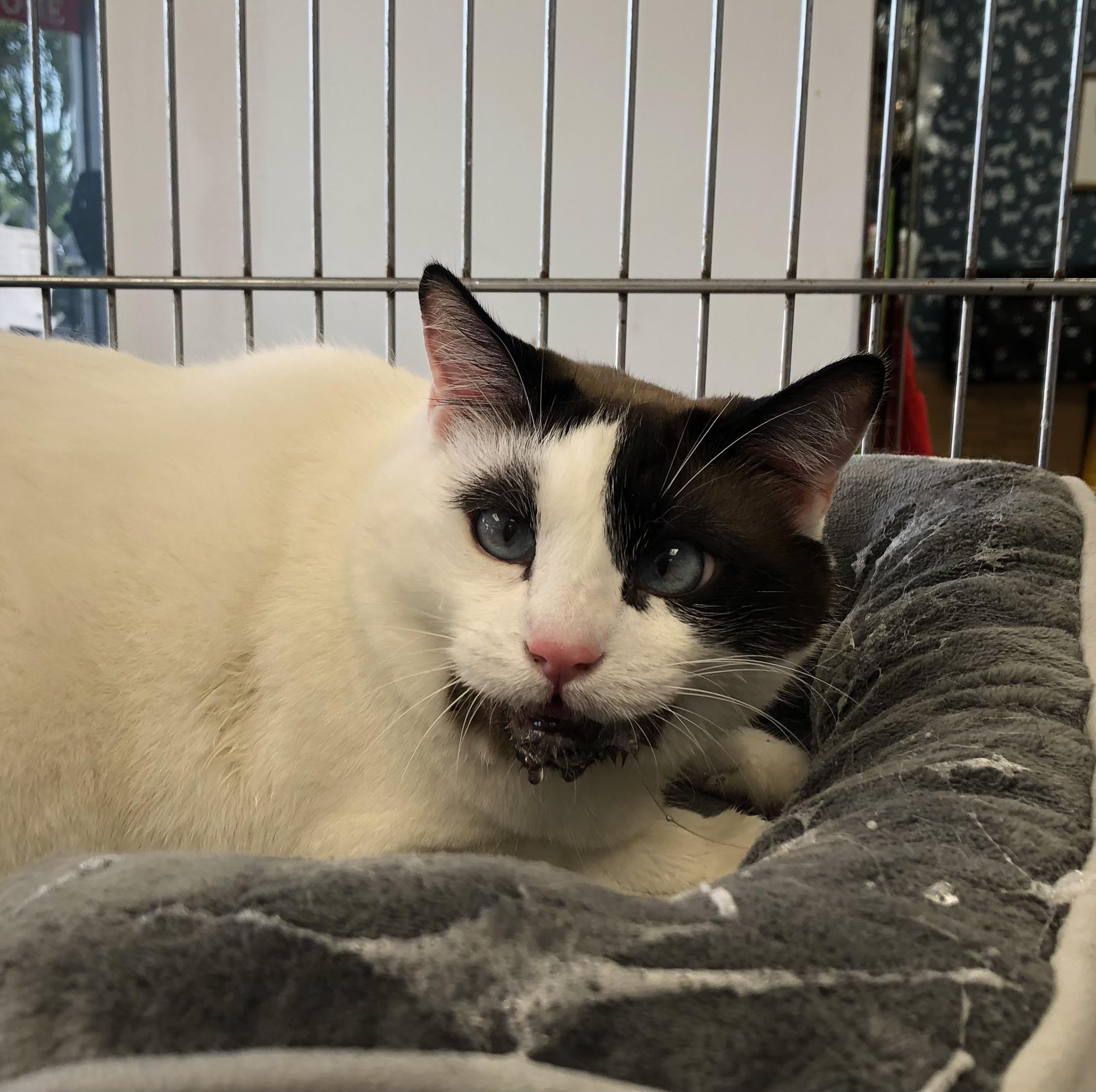 Saiyan, Adoptable, Young Male Domestic Short Hair.