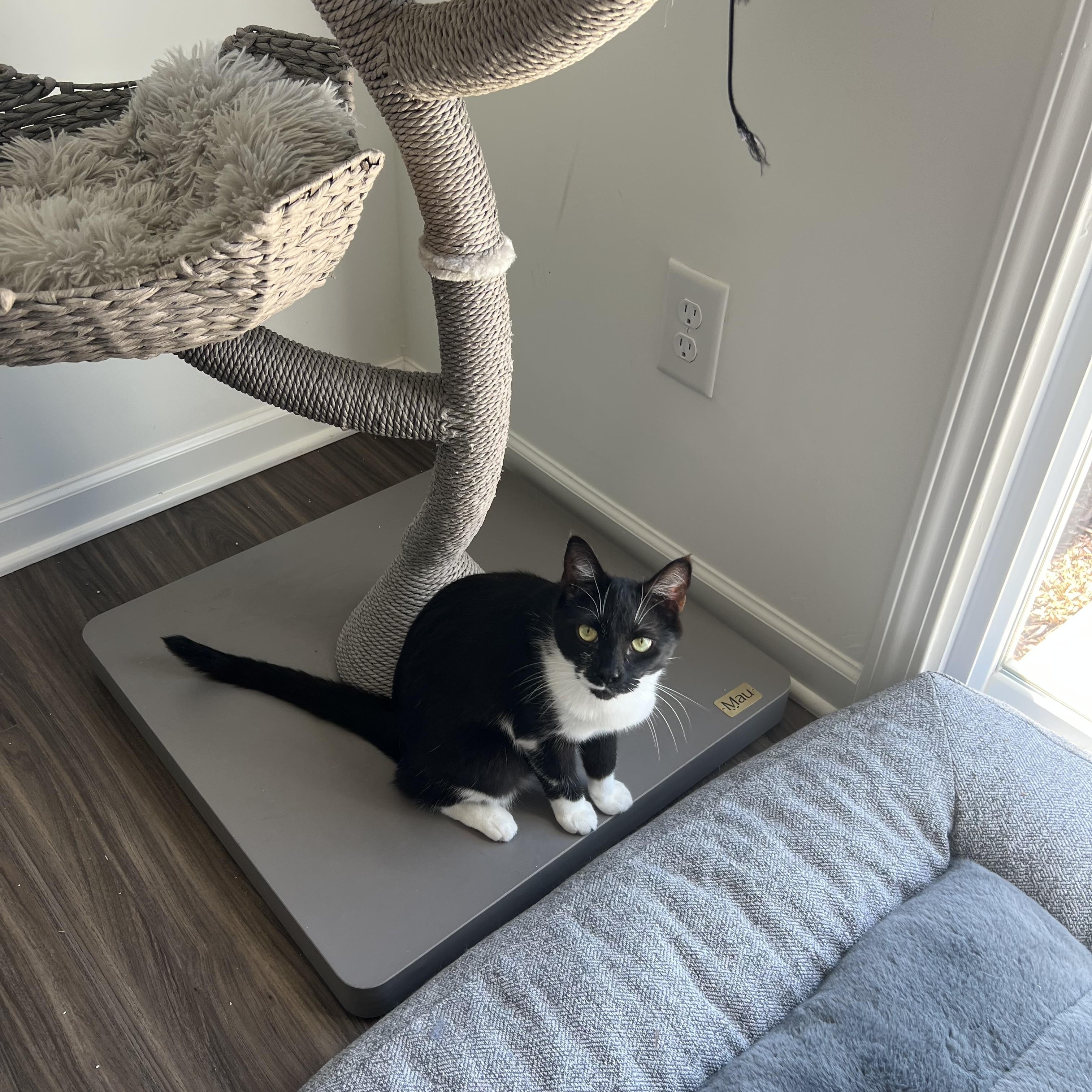 Betsy and Sprout, Adoptable, Young Male Domestic Short Hair.