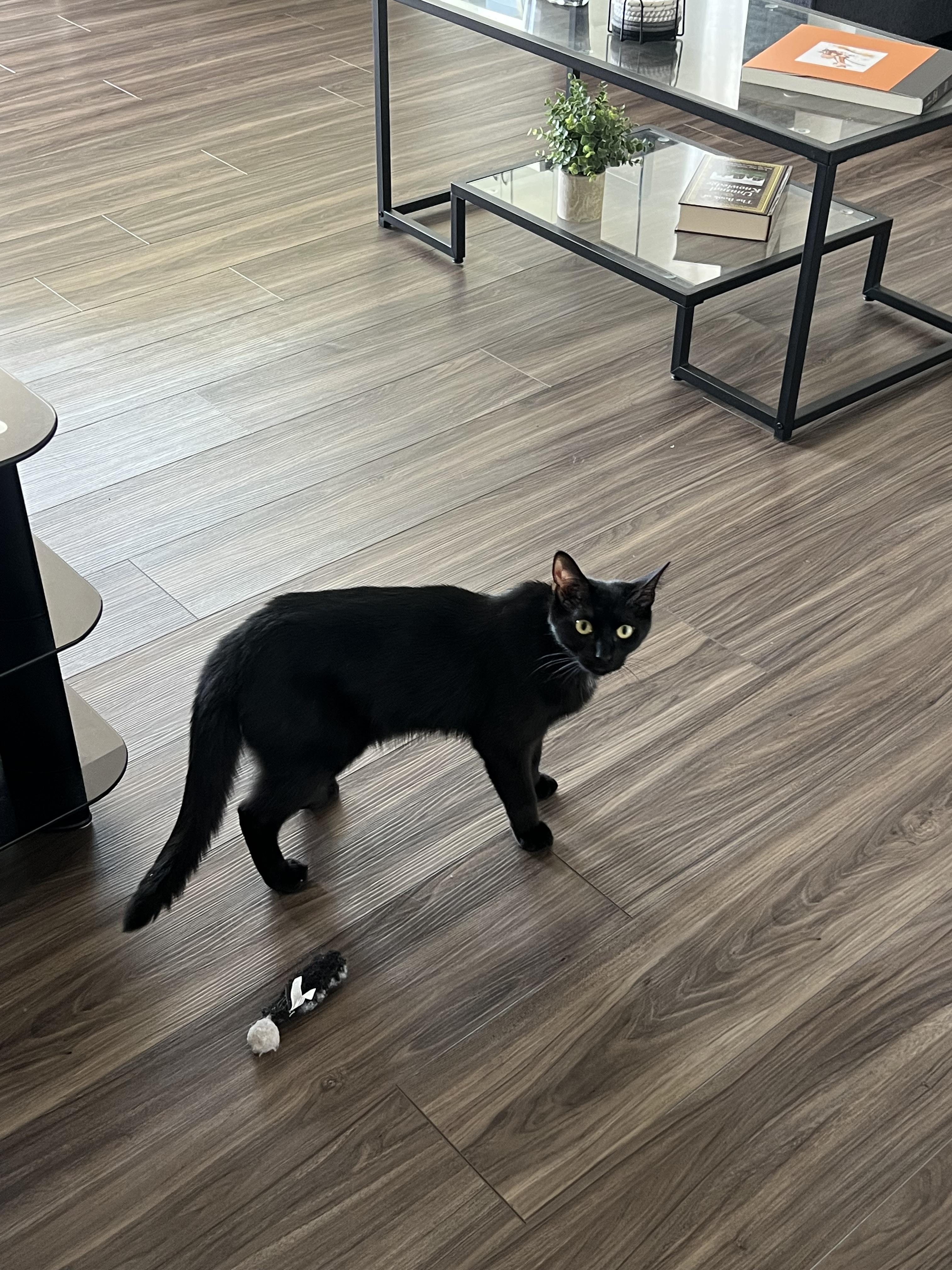 Betsy and Sprout, a Adoptable Domestic Short Hair in Charlotte, NC image 4/4