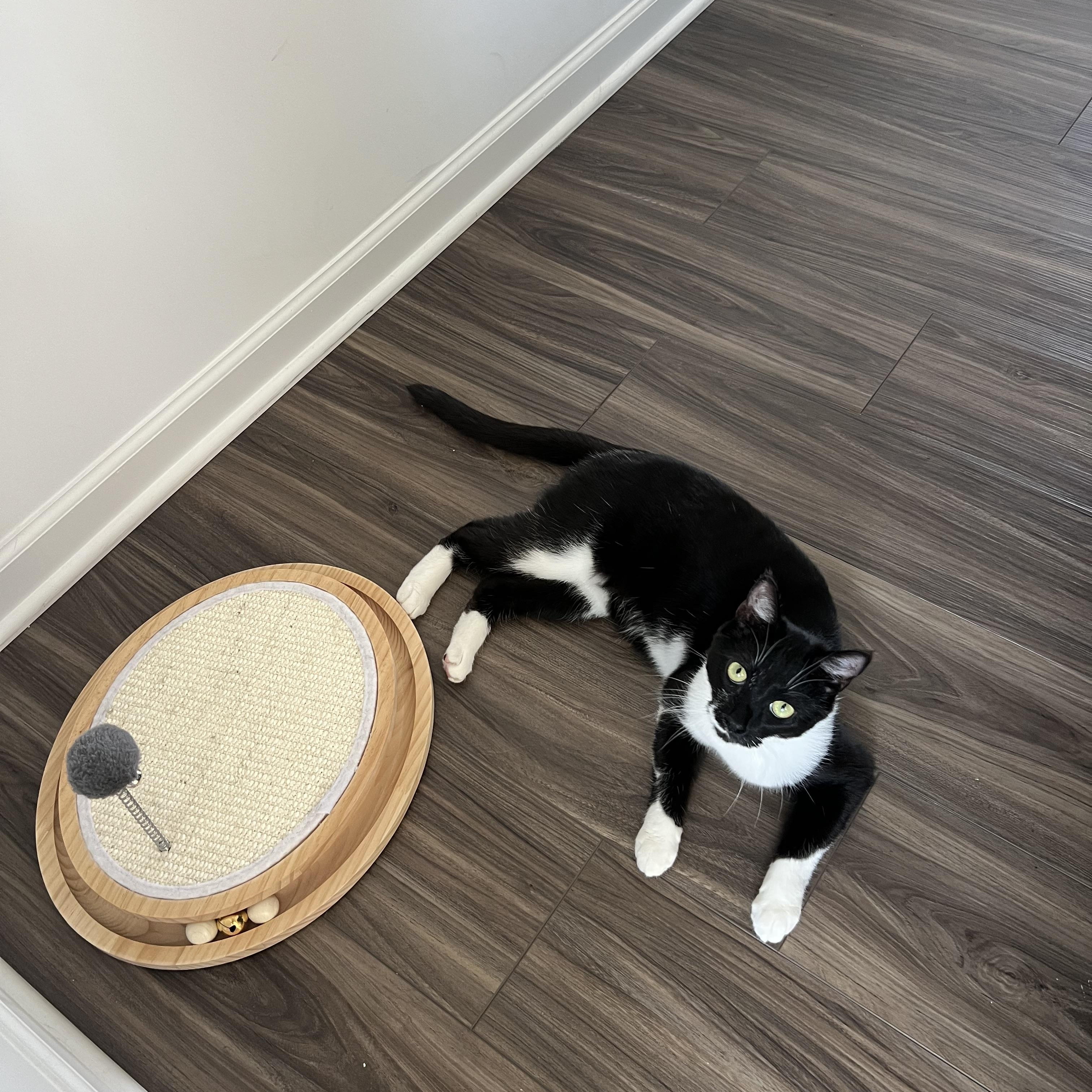Betsy and Sprout, a Adoptable Domestic Short Hair in Charlotte, NC image 2/4