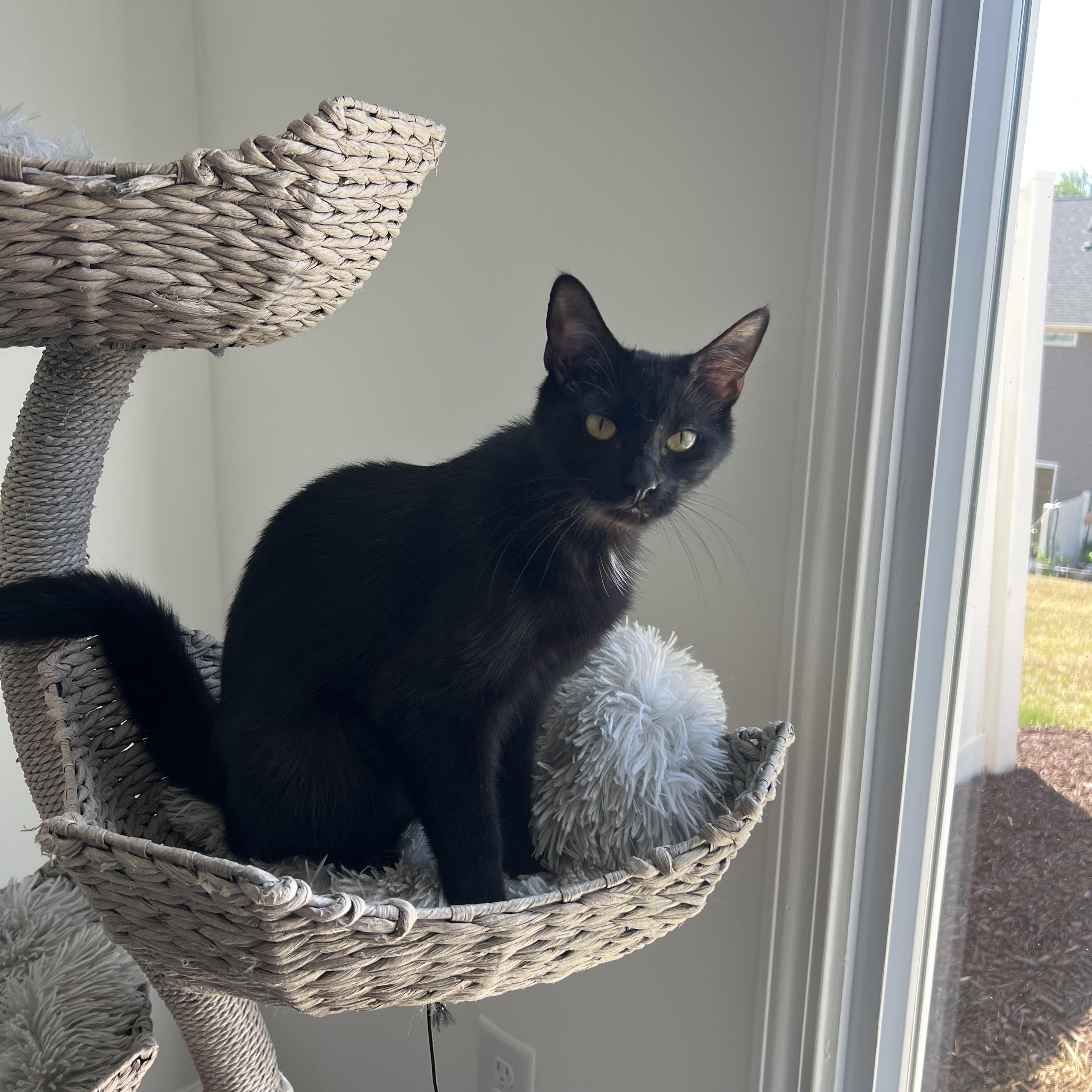 Betsy and Sprout, a Adoptable Domestic Short Hair in Charlotte, NC image 3/4