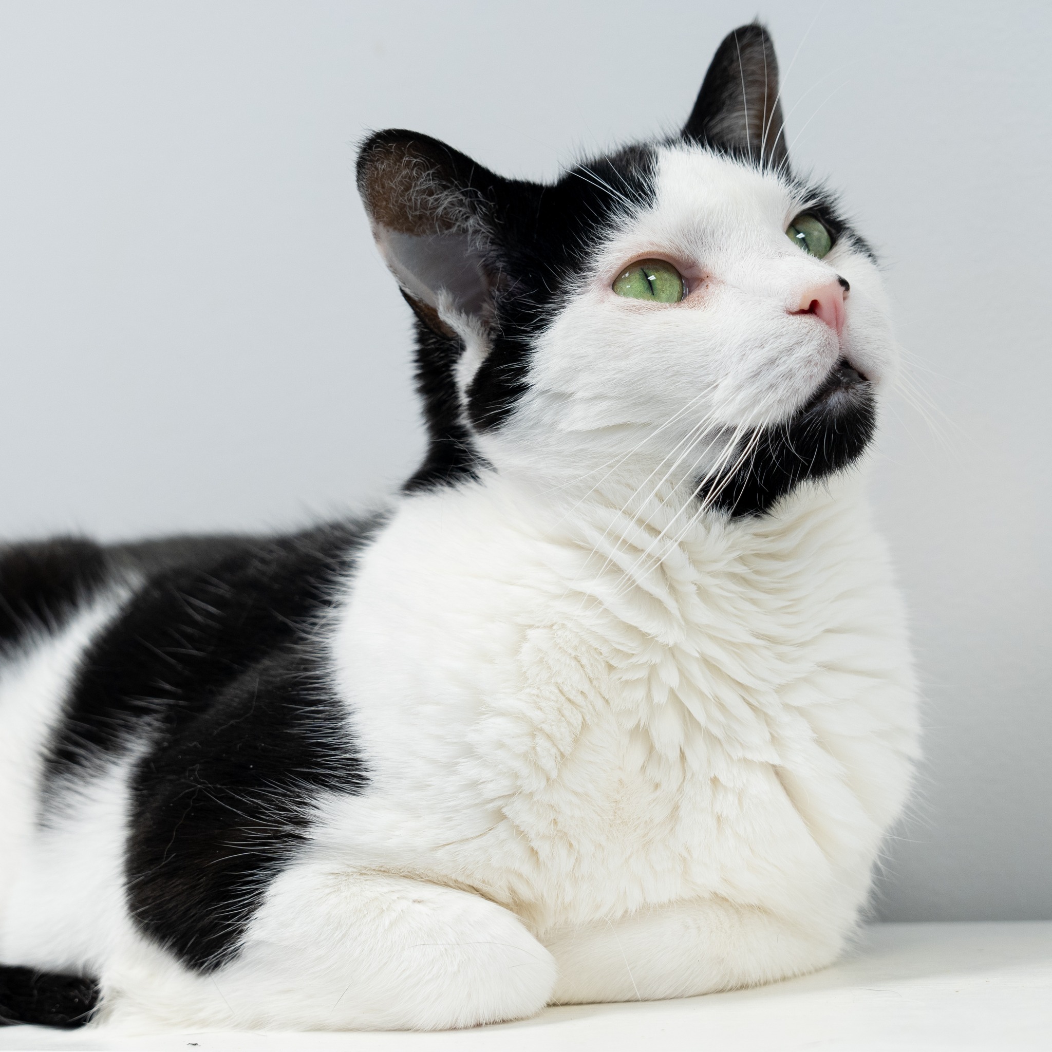 Ana, Adoptable, Adult Female Domestic Short Hair.